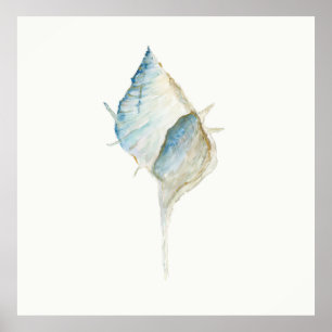 Poster Coquille aquarelle