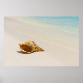 Poster Coquille De Conche Sur La Plage 3 (Devant)