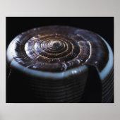 Poster Coquille de cône (Devant)