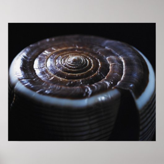 Poster Coquille de cône (Devant)