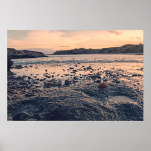 Poster Coquille de la mer du Nord