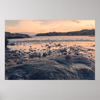 Poster Coquille de la mer du Nord