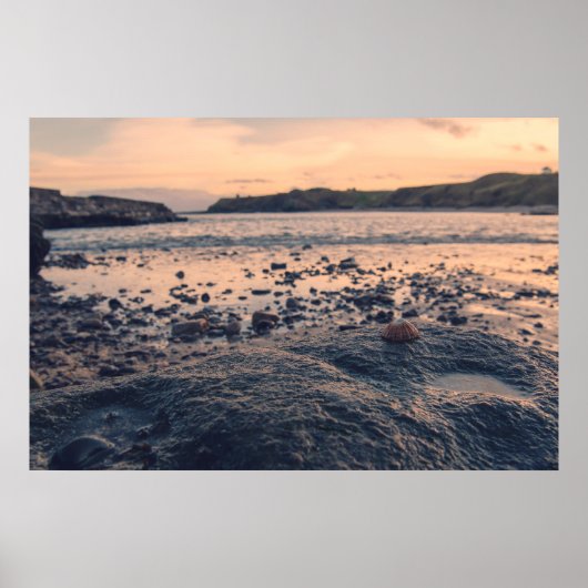 Poster Coquille de la mer du Nord (Devant)