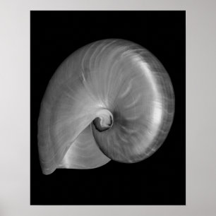 Poster Coquille de nautile noir et blanc