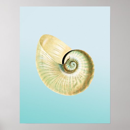 Poster Coquille de Nautilus (Devant)