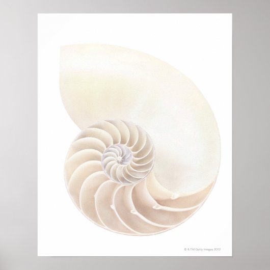 Poster Coquille de Nautilus, gros plan (Devant)