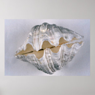 Poster coquille de palourde géante à usage décoratif