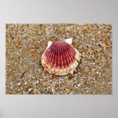 Poster Coquille de saint Jacques (Devant)