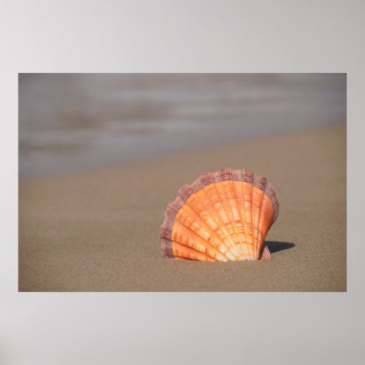 Poster Coquille de Saint-Jacques| Crète, Grèce (Devant)