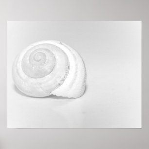 Poster Coquille d'escargot blanc Photographie minimaliste