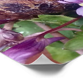 Poster Coquille effrayée (Coin)