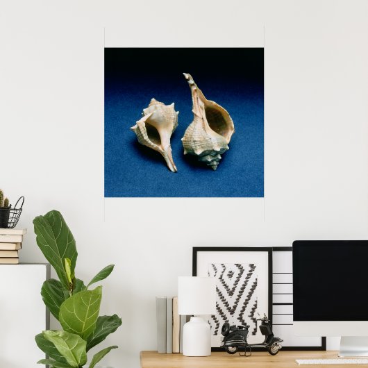 Poster Coquille murex (Bureau à domicile)