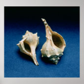 Poster Coquille murex (Devant)