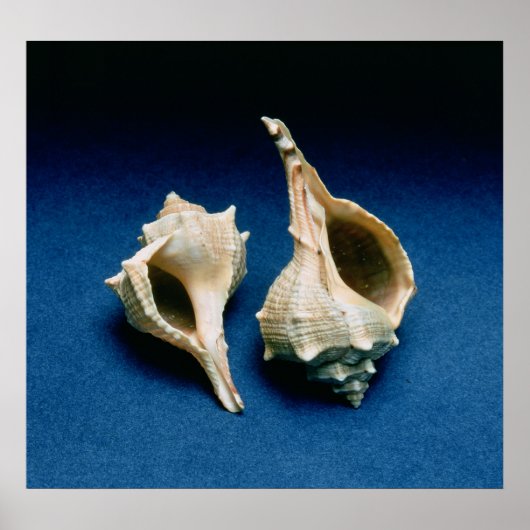 Poster Coquille murex (Devant)