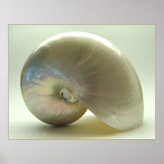 Poster Coquille n° 1 (Devant)