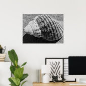 Poster Coquille océanique noir et blanc (Bureau à domicile)