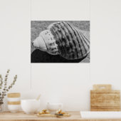 Poster Coquille océanique noir et blanc (Cuisine)