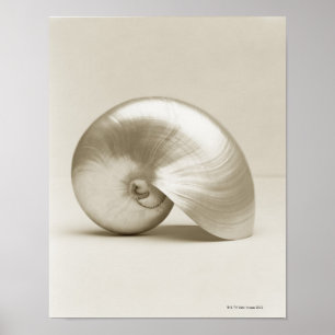 Poster Coquille Pearlised de mer de nautilus