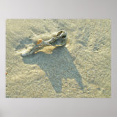 Poster Coquille Wave Washed (Devant)