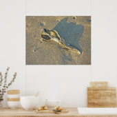 Poster Coquille Wave Washed (Cuisine)
