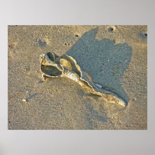 Poster Coquille Wave Washed (Devant)
