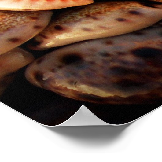 Poster coquilles (Coin)