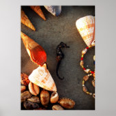 Poster coquilles (Devant)