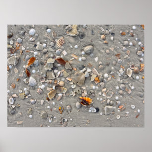 Poster Coquilles brisées sur Cape San Blas, Floride