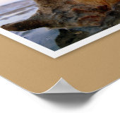 Poster Coquilles de l'île Daufuskie, SC (Coin)