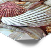 Poster Coquilles de mer (Coin)