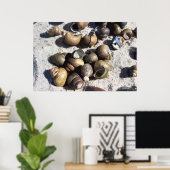 Poster Coquilles d'escargots d'eau douce (texturé) (Bureau à domicile)