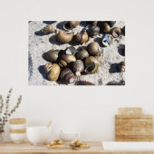 Poster Coquilles d'escargots d'eau douce (texturé) (Cuisine)
