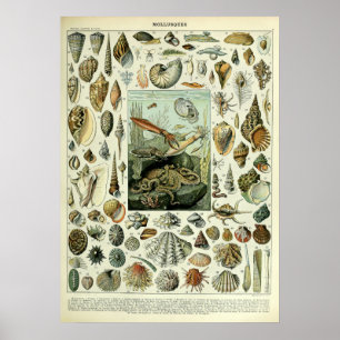 Poster Coquilles marines Vintages par Adolphe Millot