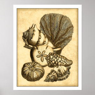 Poster Coquilles neutres et collection de corail