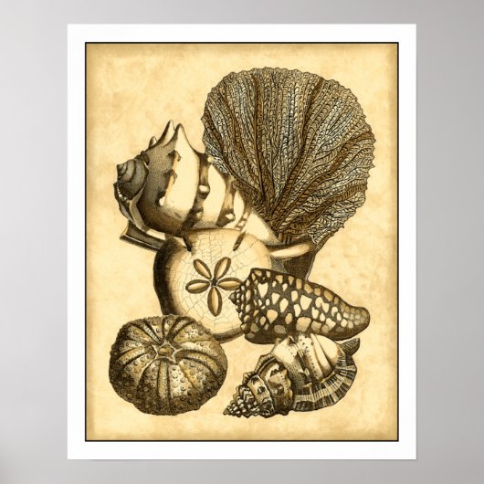 Poster Coquilles neutres et collection de corail (Devant)