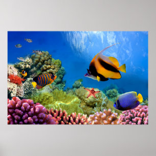 Poster Corail coloré et poissons tropicaux