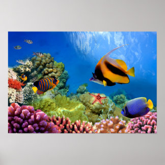 Poster Corail coloré et poissons tropicaux
