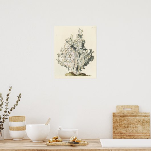 Poster Corail d'aquarelle antique (Cuisine)