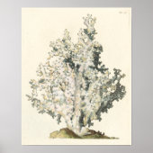 Poster Corail d'aquarelle antique (Devant)