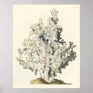 Poster Corail d'aquarelle antique