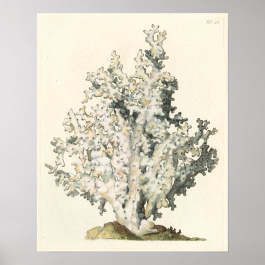 Poster Corail d'aquarelle antique (Devant)