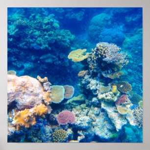 Poster Corail de la Grande Barrière de Corail - #1