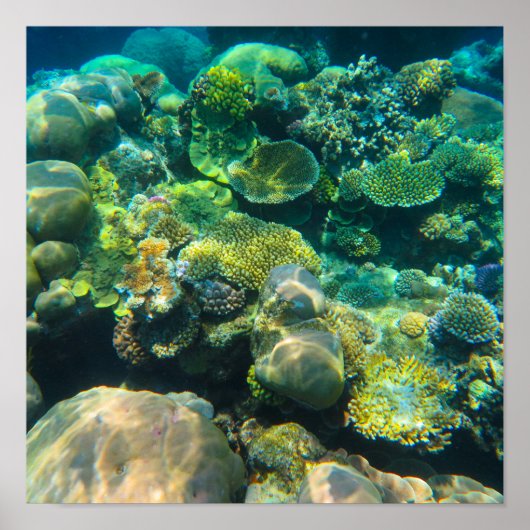 Poster Corail de la Grande Barrière de Corail - #2 (Devant)