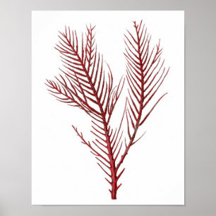Poster Corail de la mer Rouge chaud no.10 Beach Wall Art 