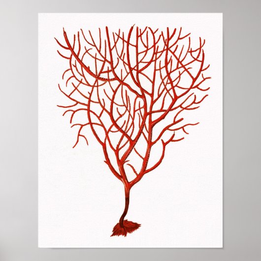 Poster Corail de la mer Rouge chaud no 6 Plage Wall Art I (Devant)