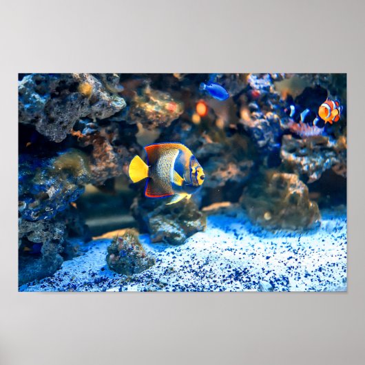 Poster Corail de poisson tropical sous-marin (Devant)