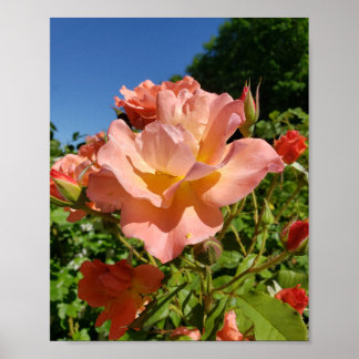 Poster Corail de rose Westerland