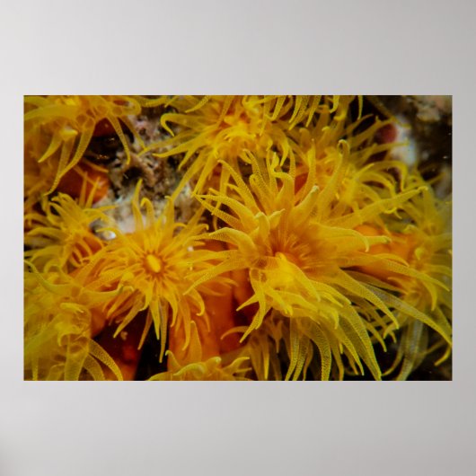 Poster Corail de tasse orange (Devant)