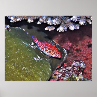 Poster Corail et Hawkfish