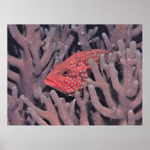 Poster Corail Hind dans le corail
